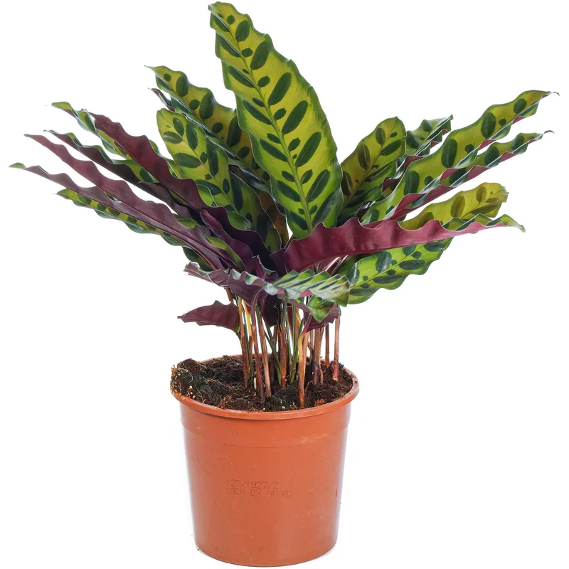 247plants3777272