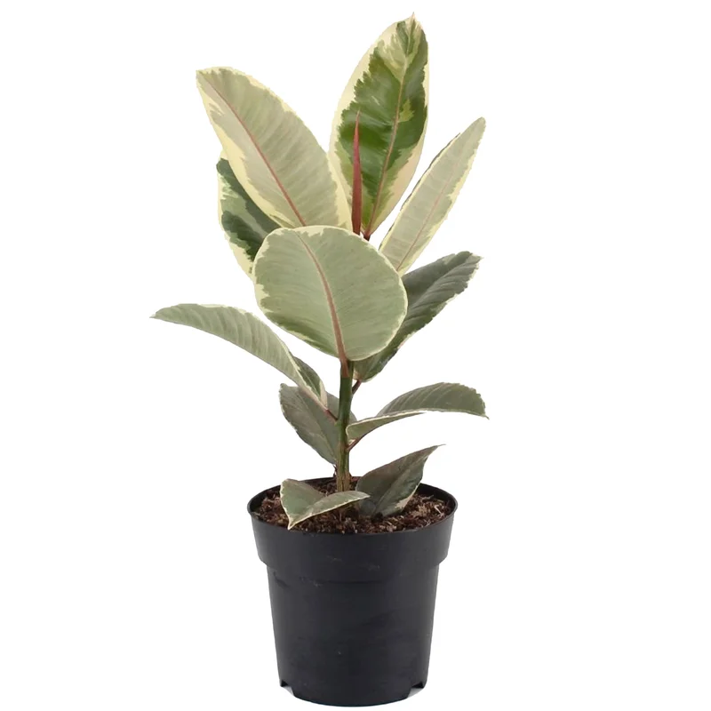 247plants3777301