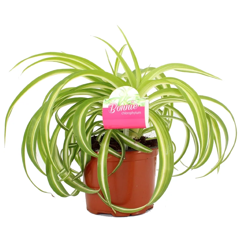 247plants3777361