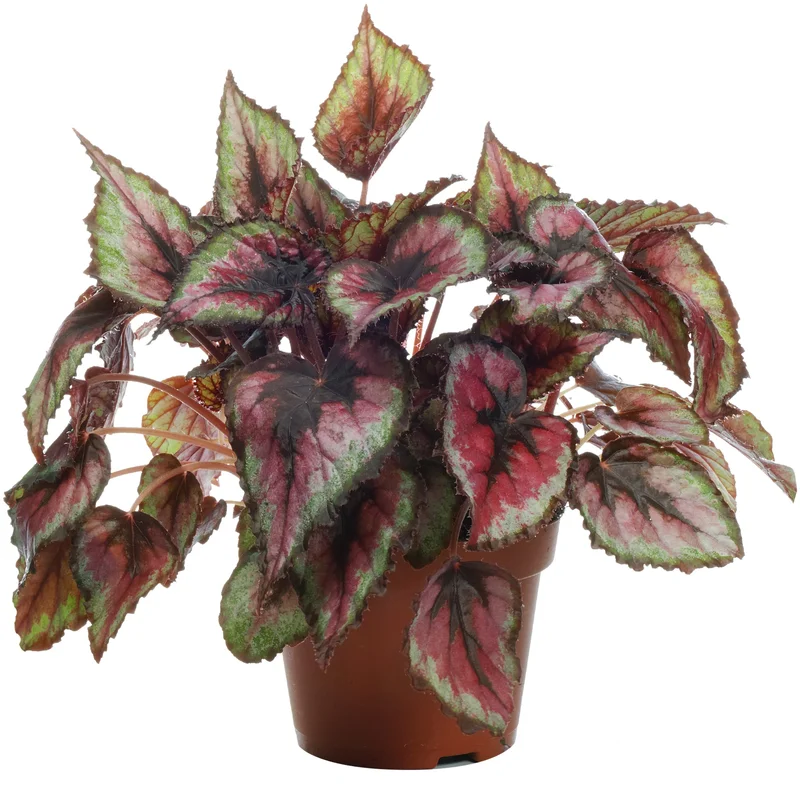 247plants3777399