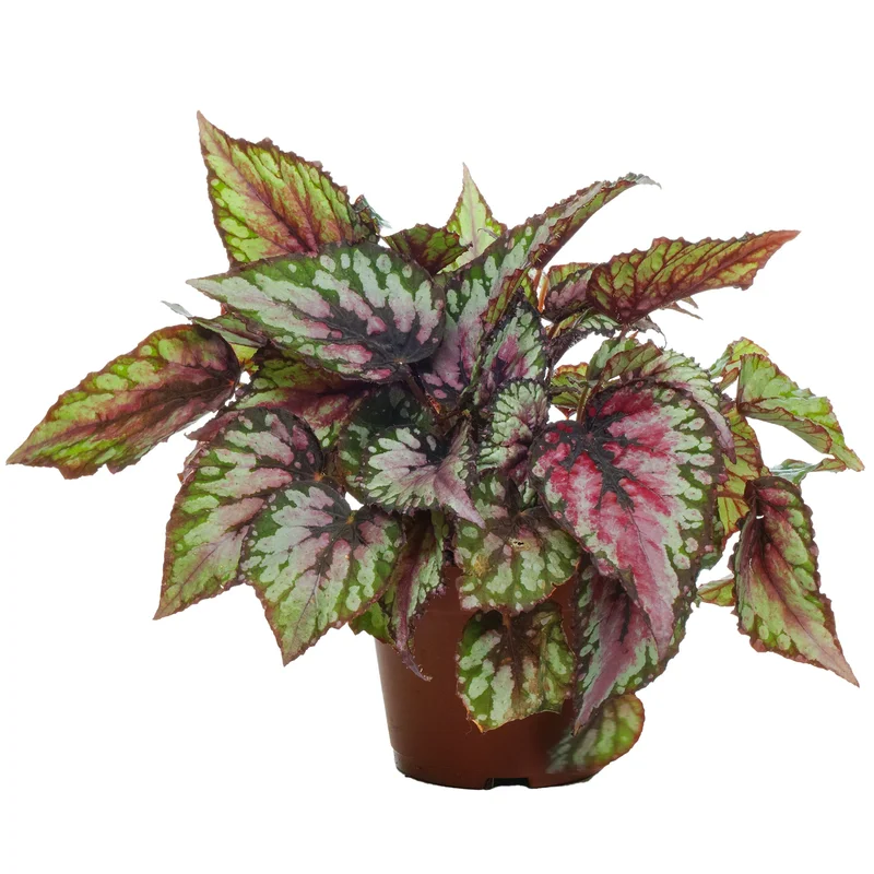 247plants3777438