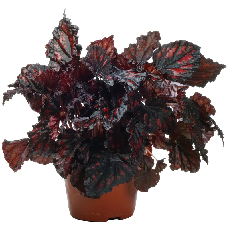 247plants3777475