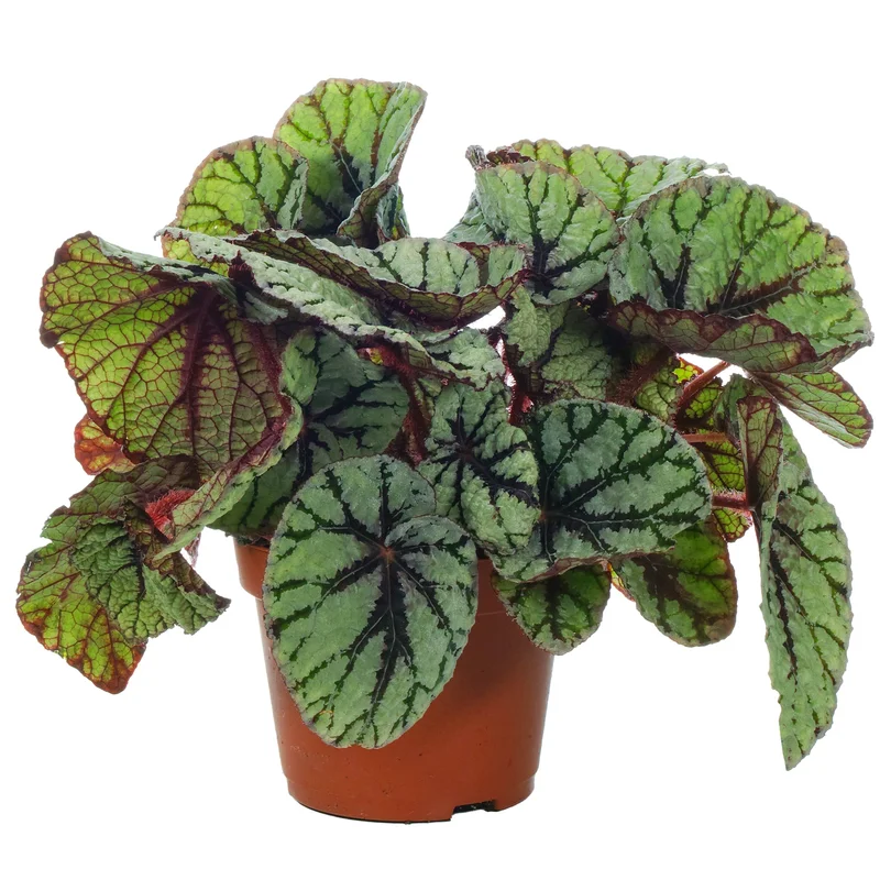 247plants3777513