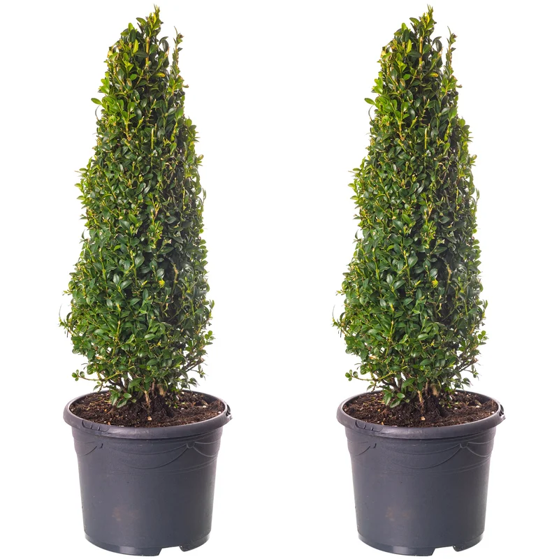 247plants3777617