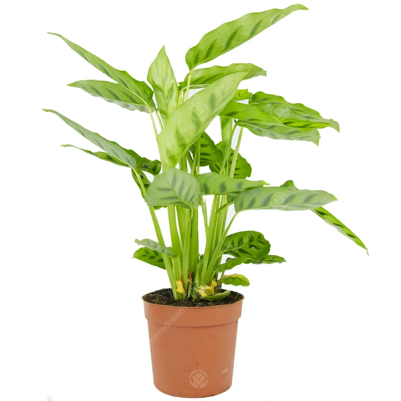 247plants3777673