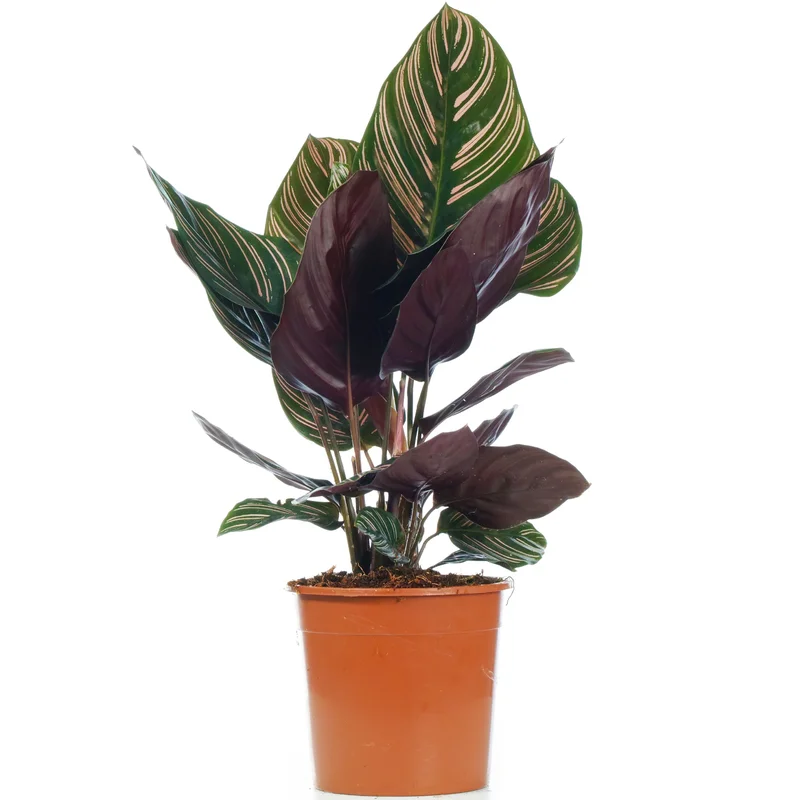 247plants3777700