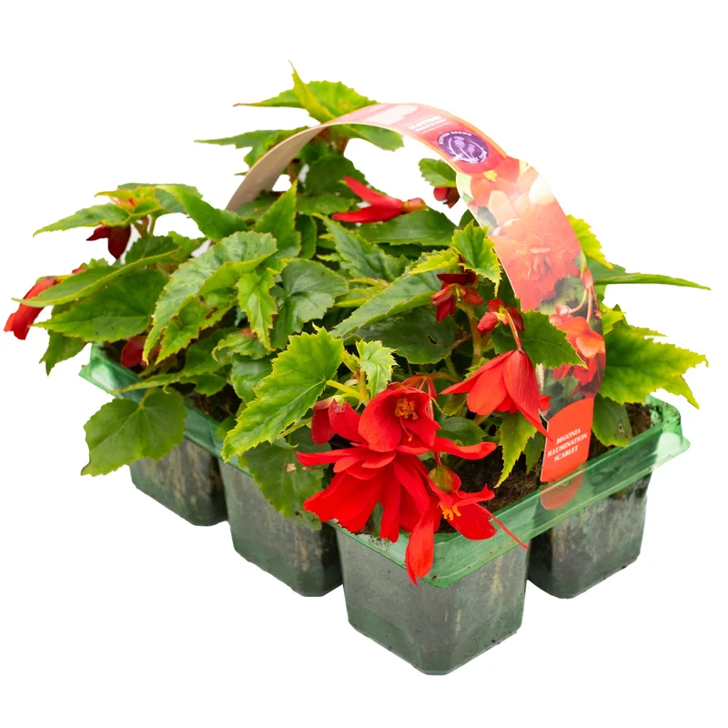 247plants3777932