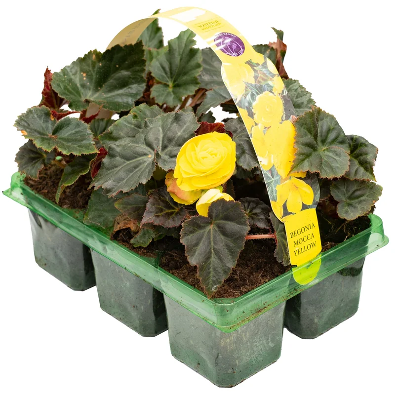 247plants3777968