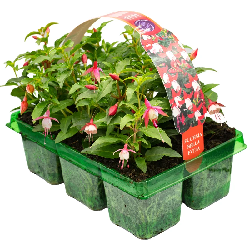 247plants3778012