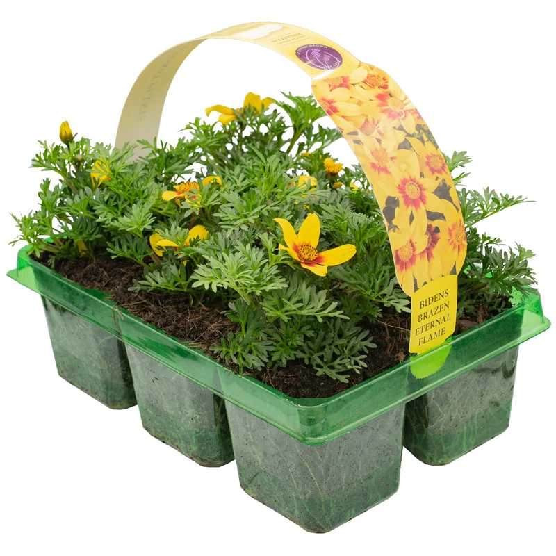 247plants3778077