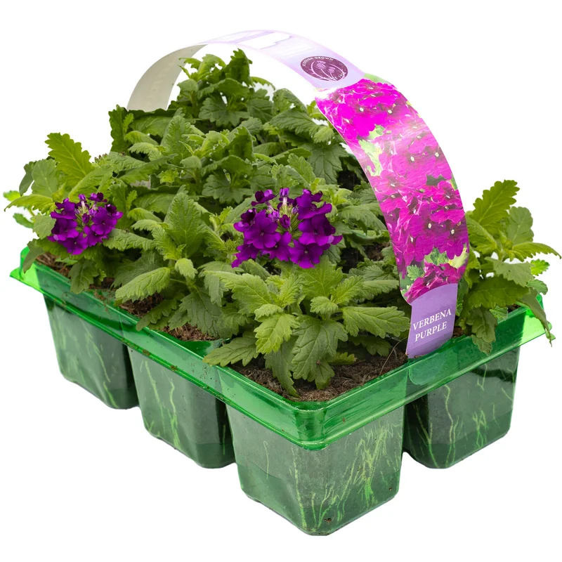 247plants3778181