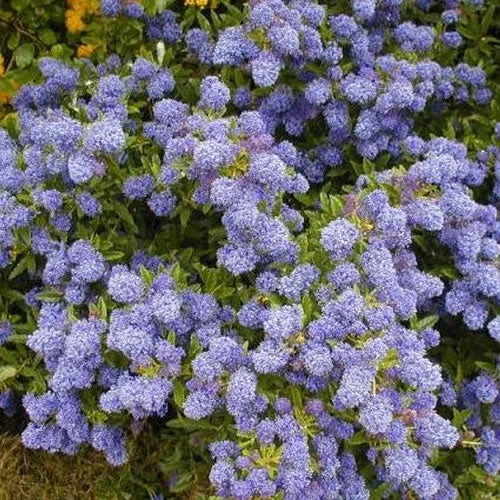 247plants3778241