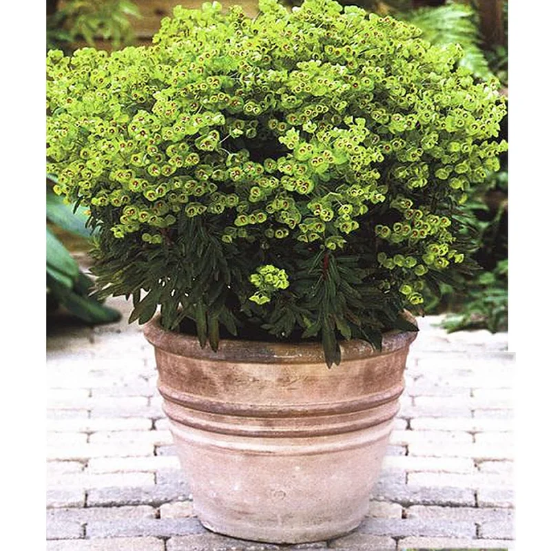 247plants3778303