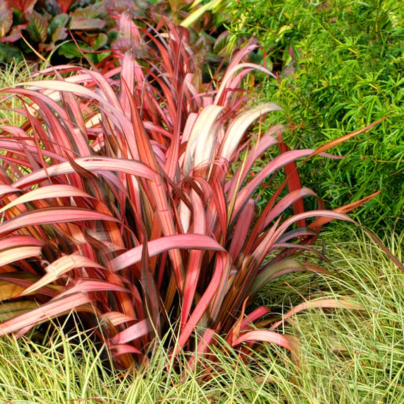 247plants3778898