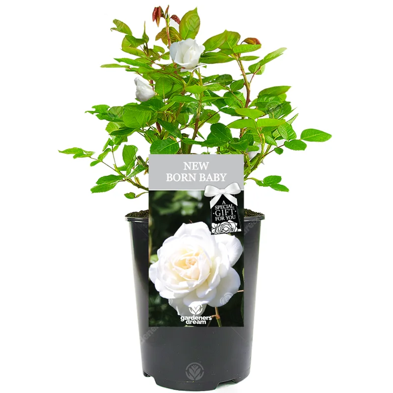 247plants3782468