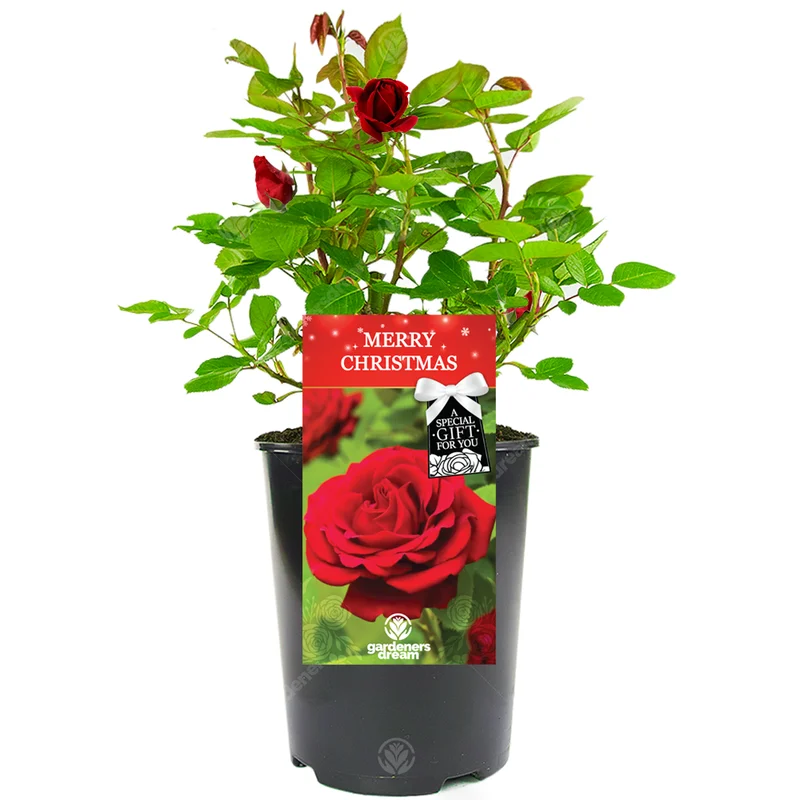 247plants3782541