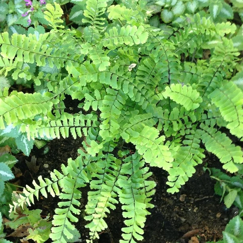 247plants3785012