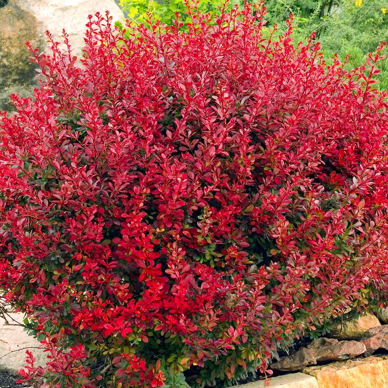 247plants3785199