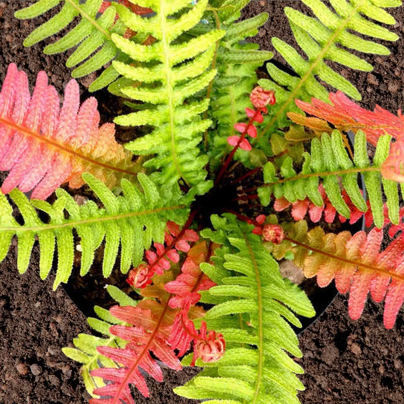 247plants3785839