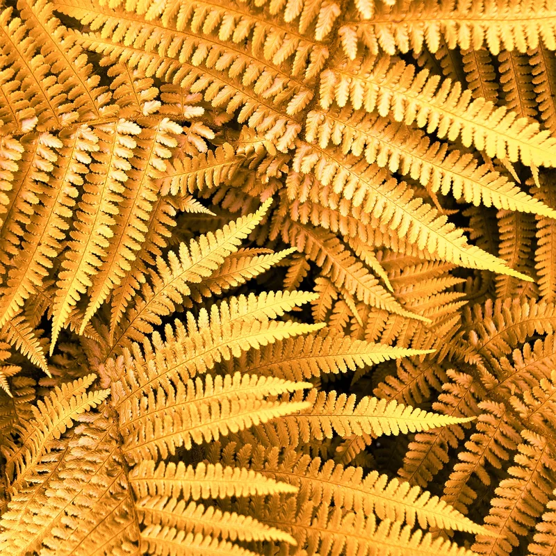 247plants3785999
