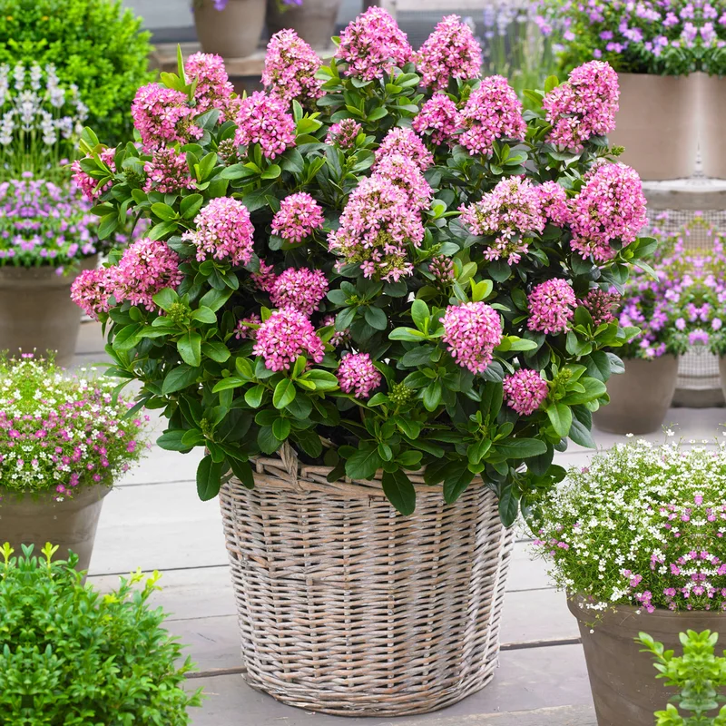 247plants3786137