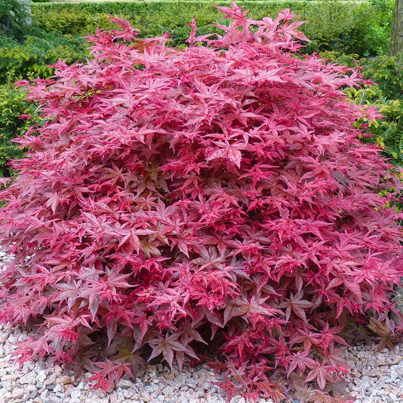 247plants3786218