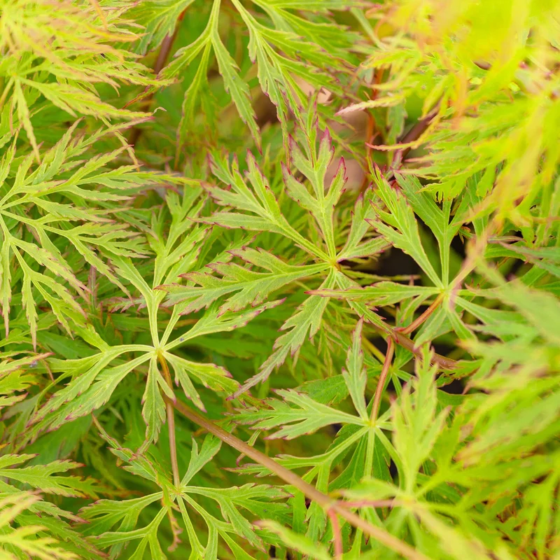 247plants3788538