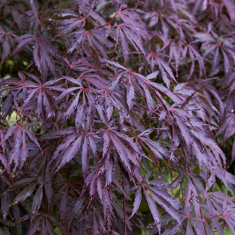 247plants3788713