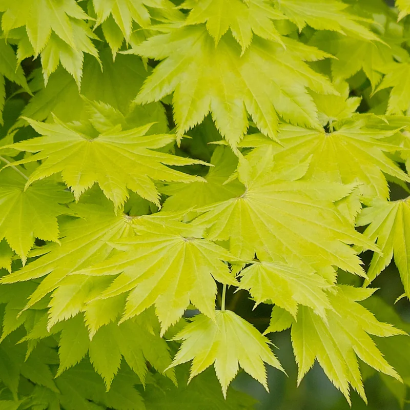 247plants3788875