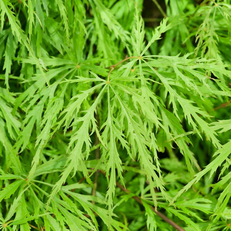 247plants3789041