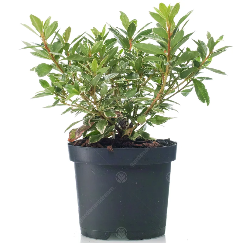 247plants3789479