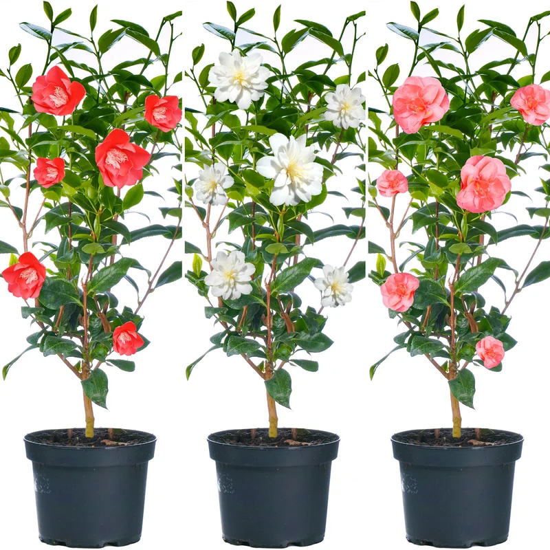 247plants3789571