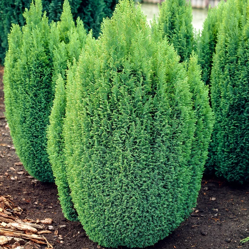 247plants3789690