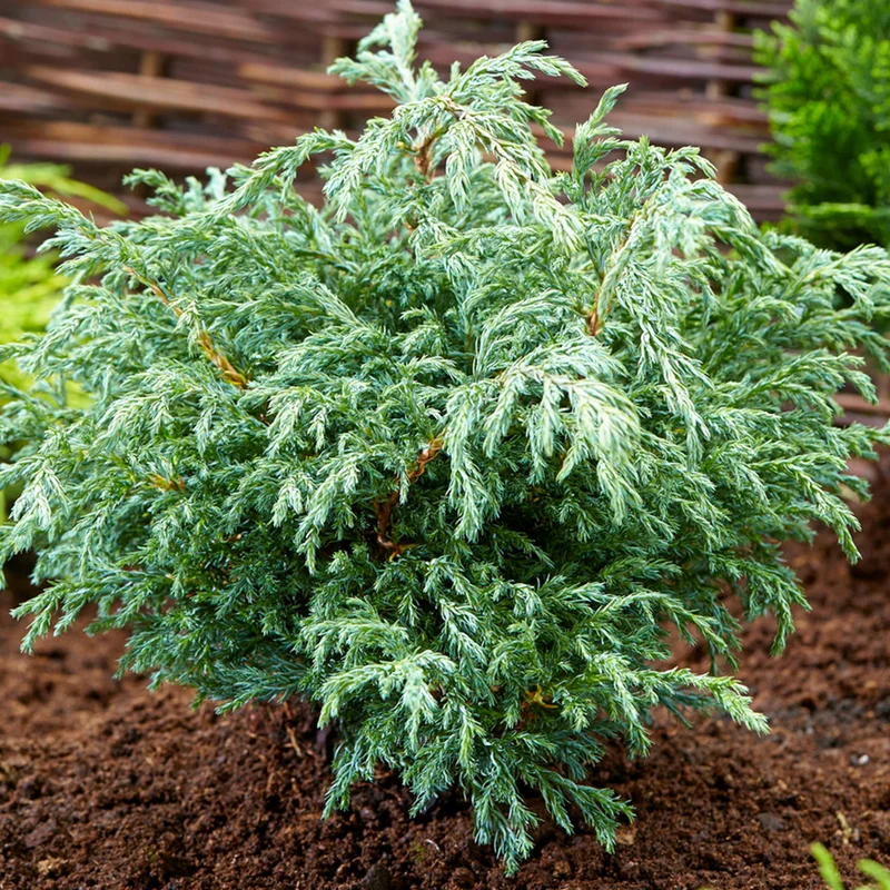 247plants3789828