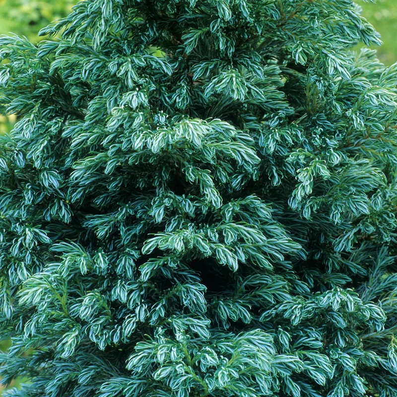 247plants3789916