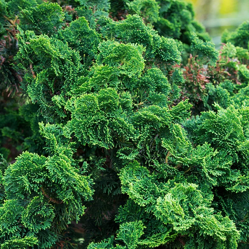 247plants3790104