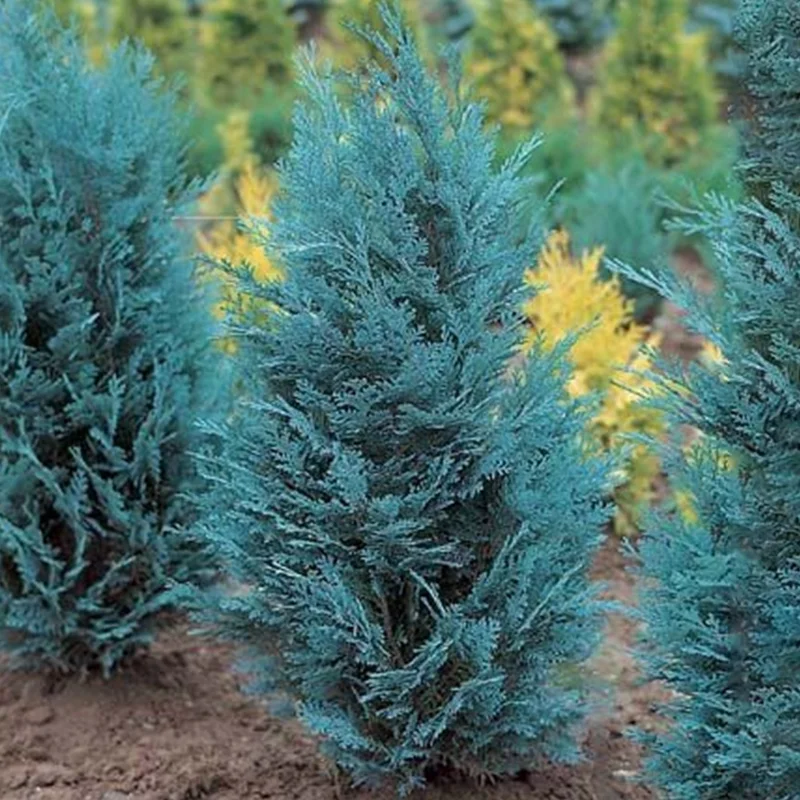 247plants3790207
