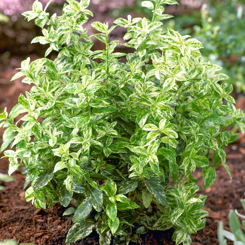 247plants3790326