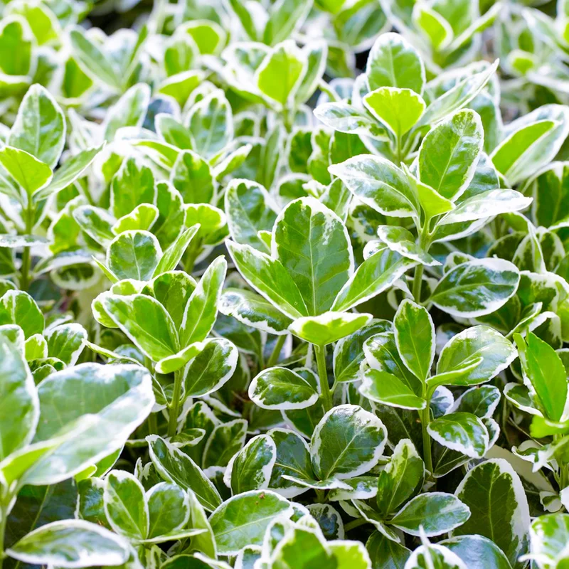 247plants3790388