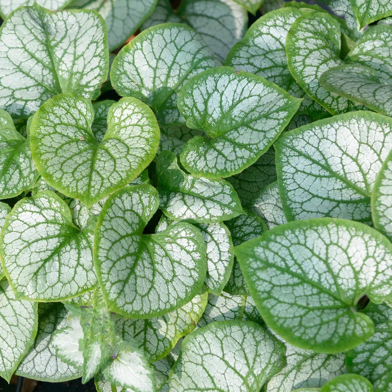 247plants3790810