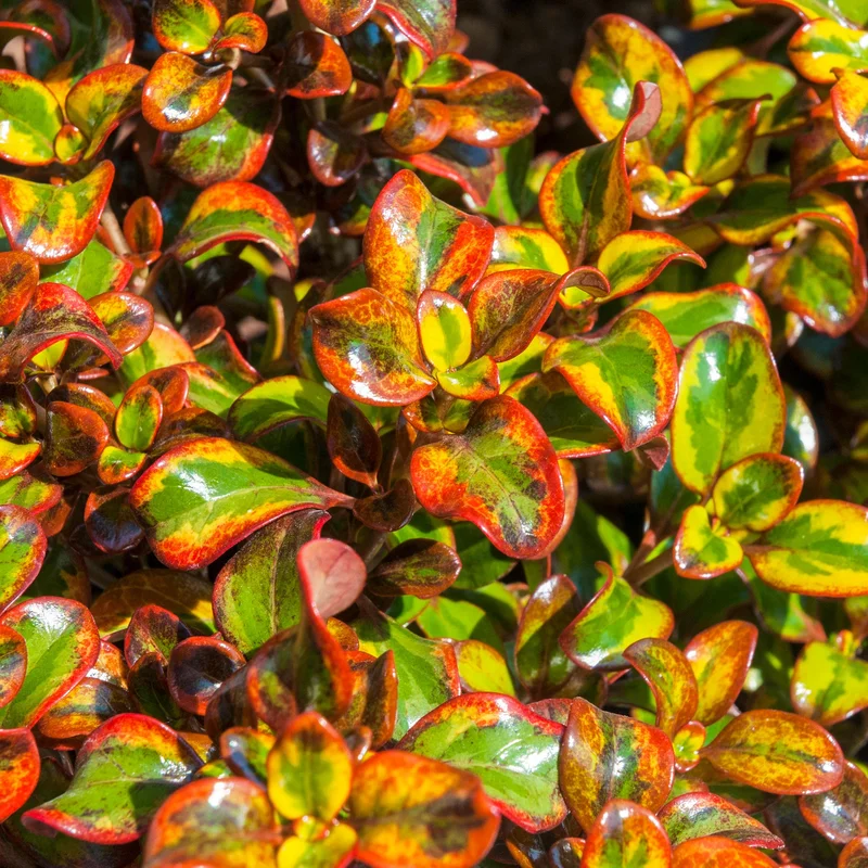 247plants3791021