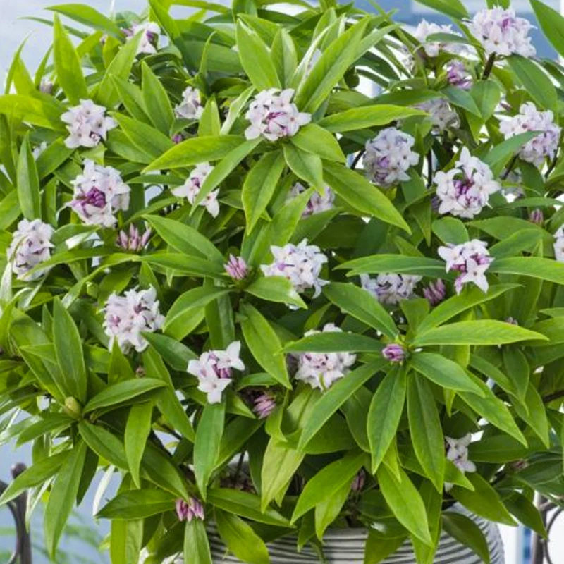 247plants3791066