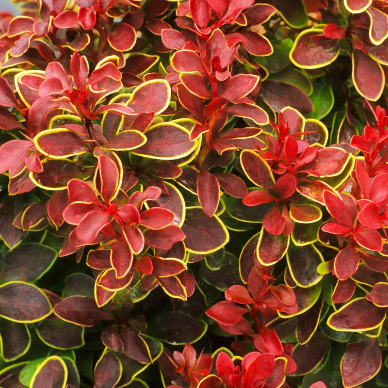 247plants3791222