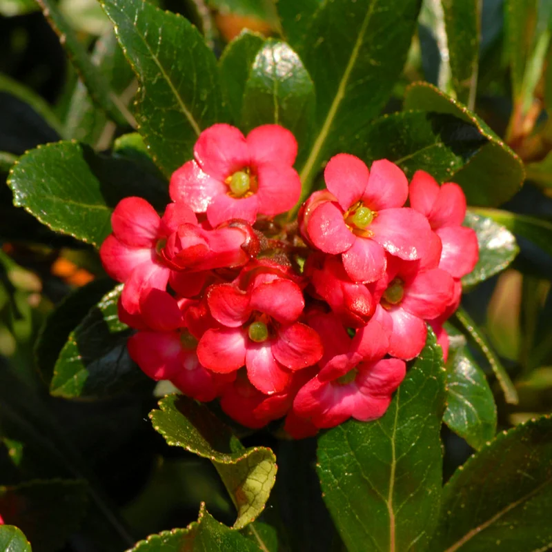 247plants3791407