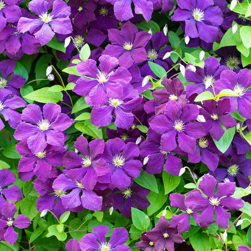 247plants3791876