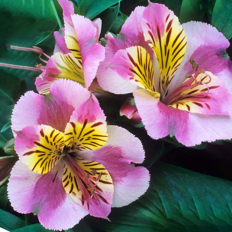 247plants3792083