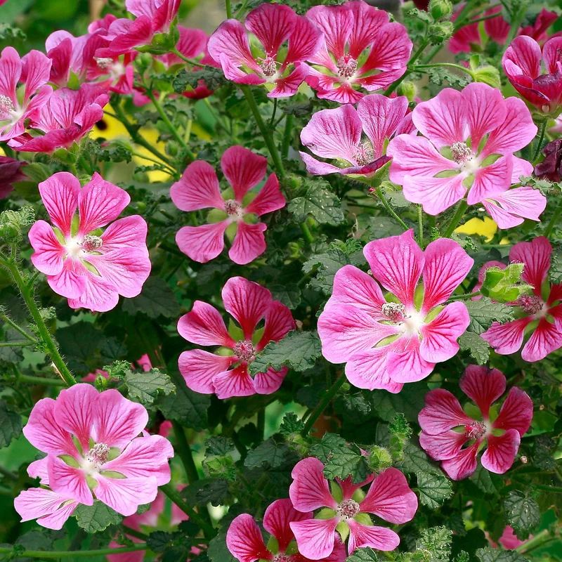 247plants3792396