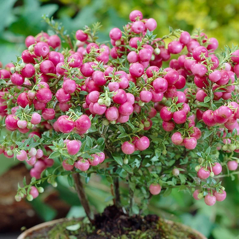 247plants3792589