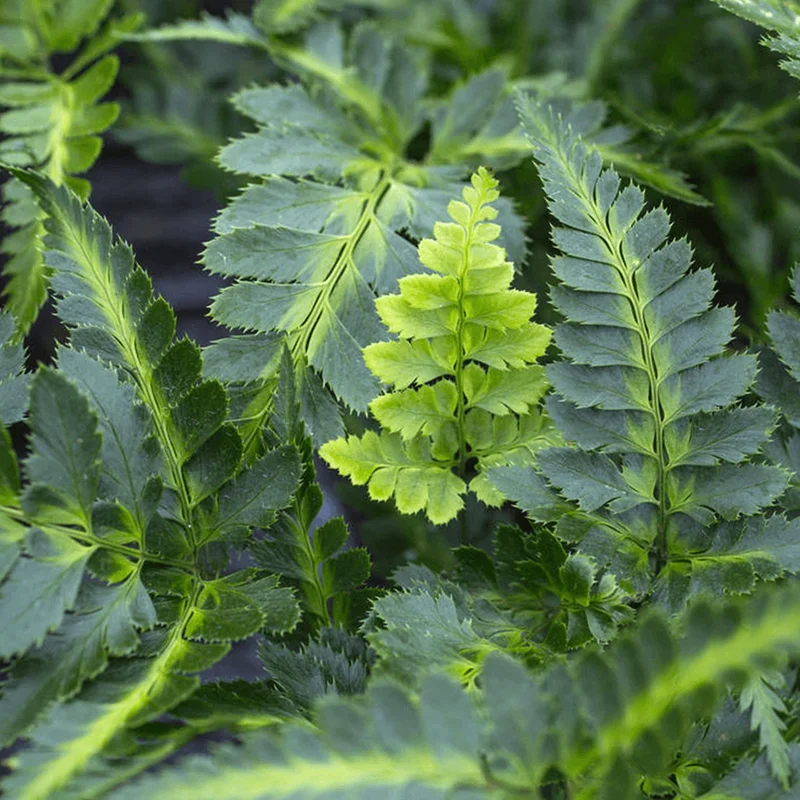247plants3792938