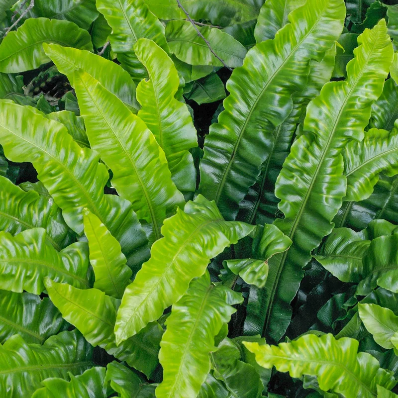 247plants3792996